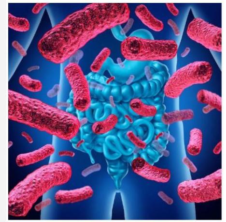 microbiote intestinal