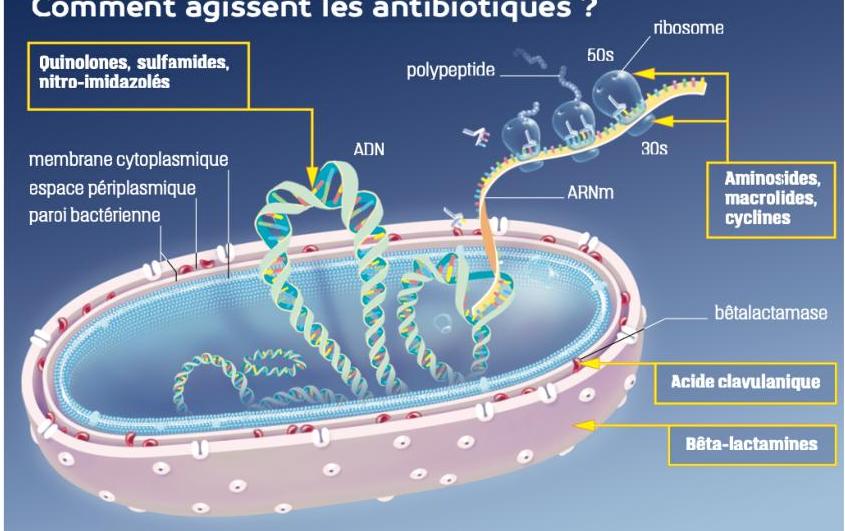 mécanismes d'action