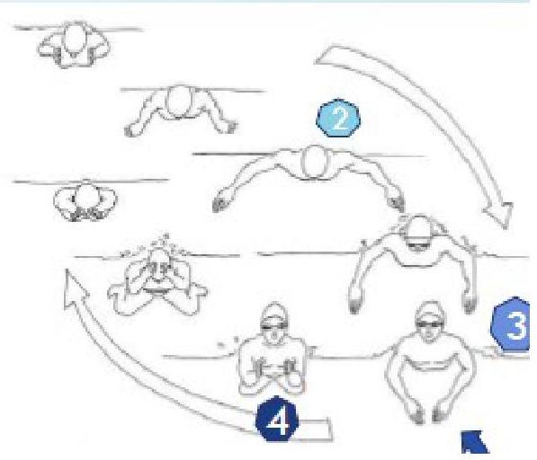 Mouvement des bras en brasse