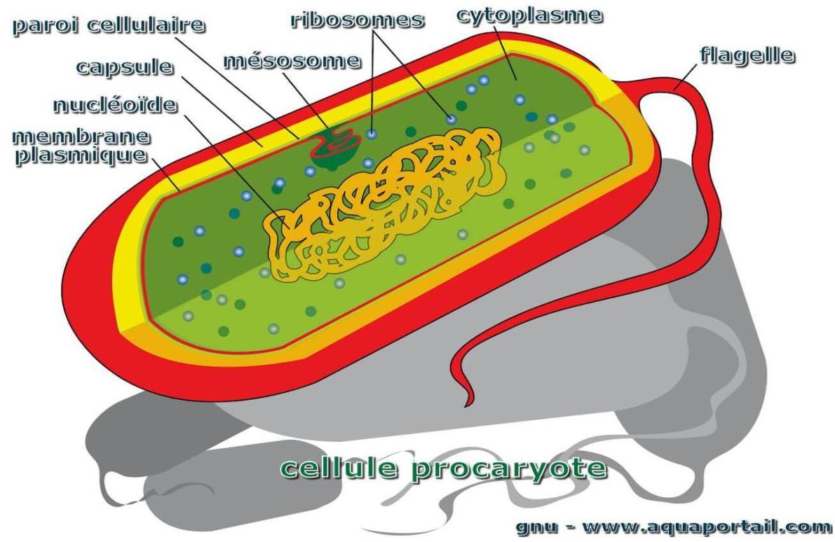 Structure générale d’une bactérie