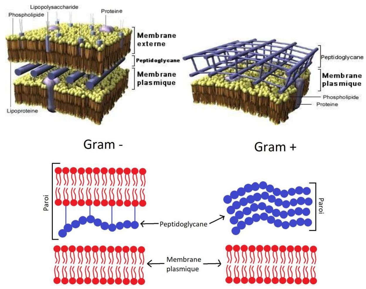 Structure du peptidoglycane