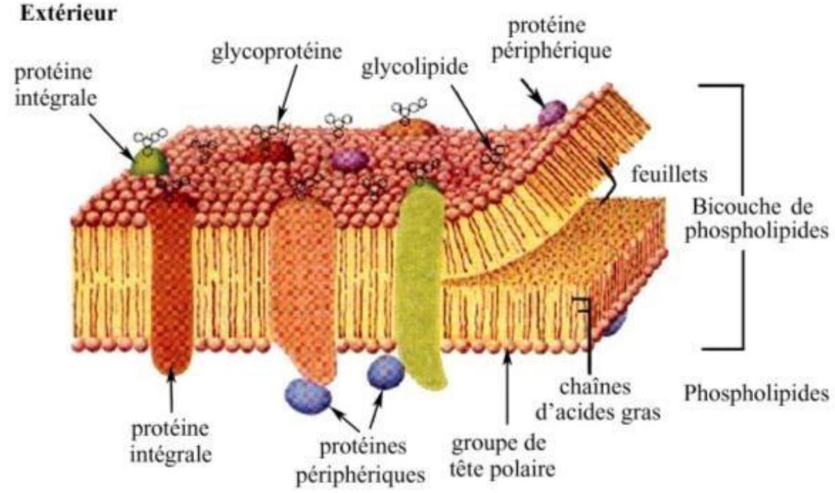 Membrane cytoplasmique