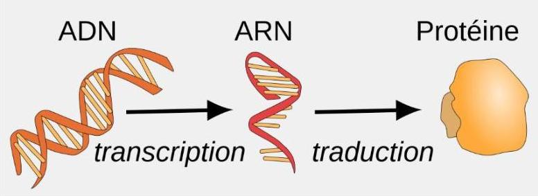 Chromosome bactérien