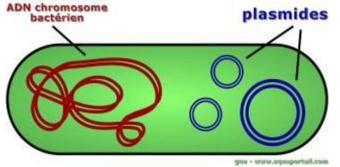 Structure des plasmides