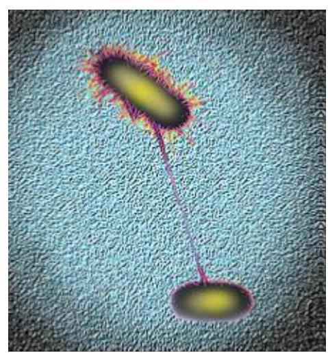 Transfert de plasmides