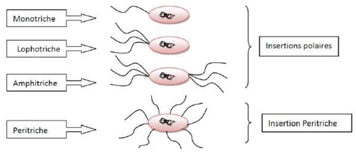 Localisation des flagelles