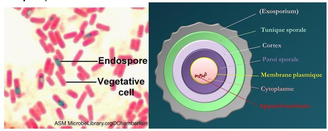 Spore bactérienne