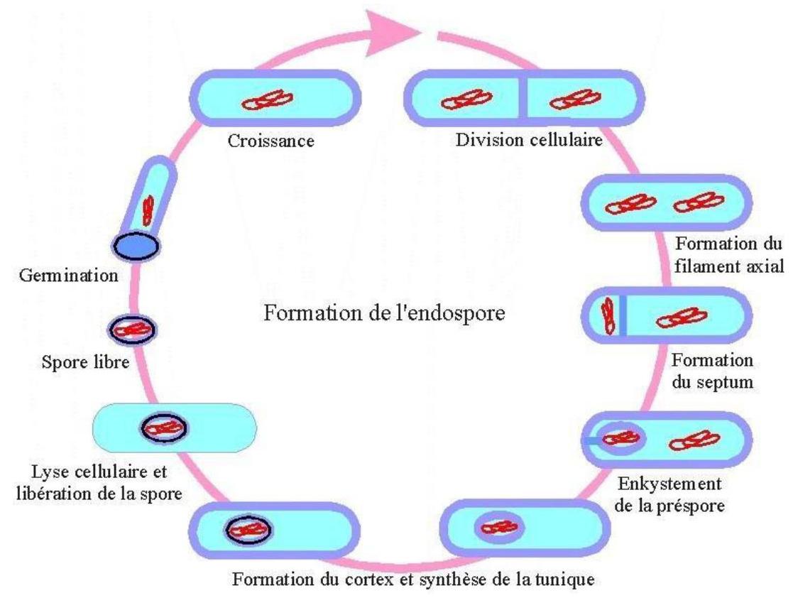 Étapes de la sporulation