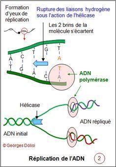Réplication du chromosome bactérien