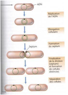 Division bactérienne