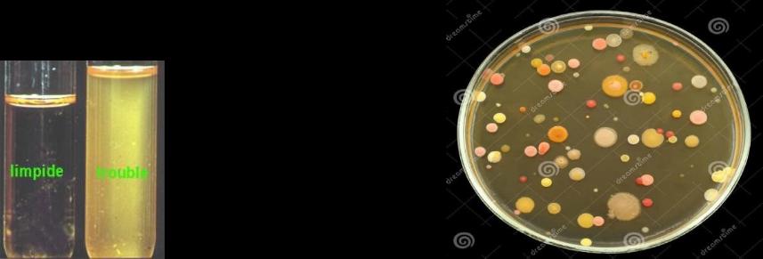 Colonies bactériennes