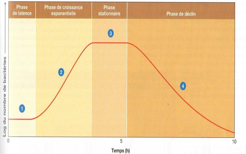 Phases de croissance bactérienne