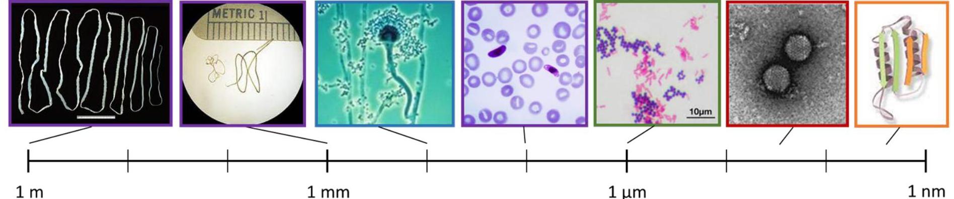 Diversité des agents infectieux